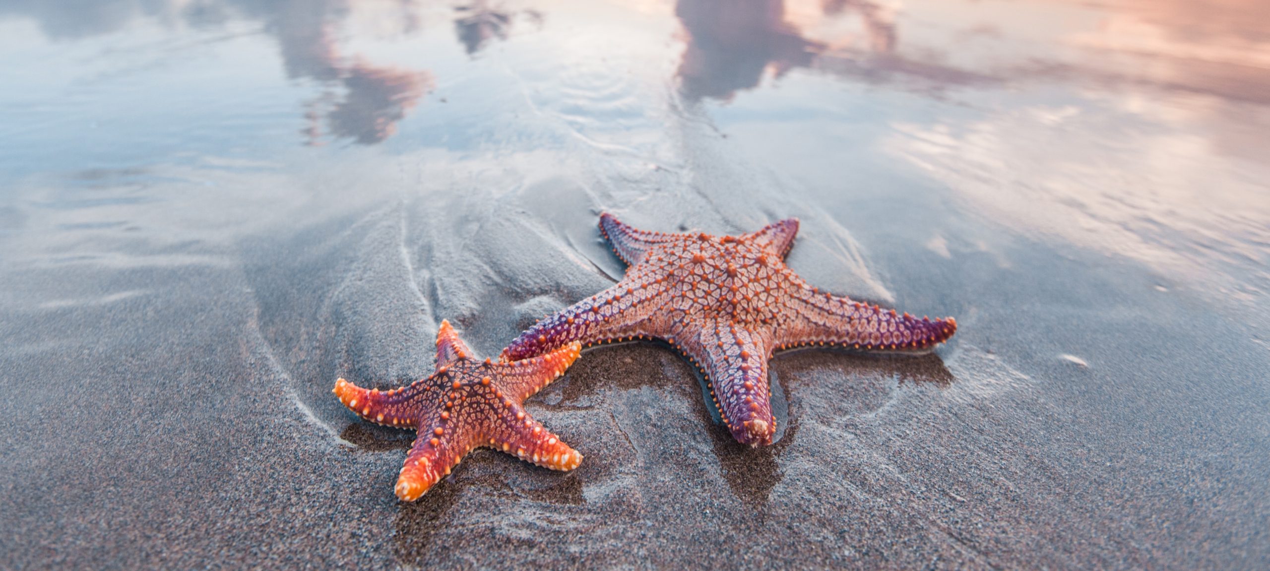 Starfish on beach