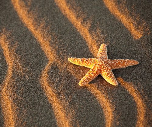 sea star on sand
