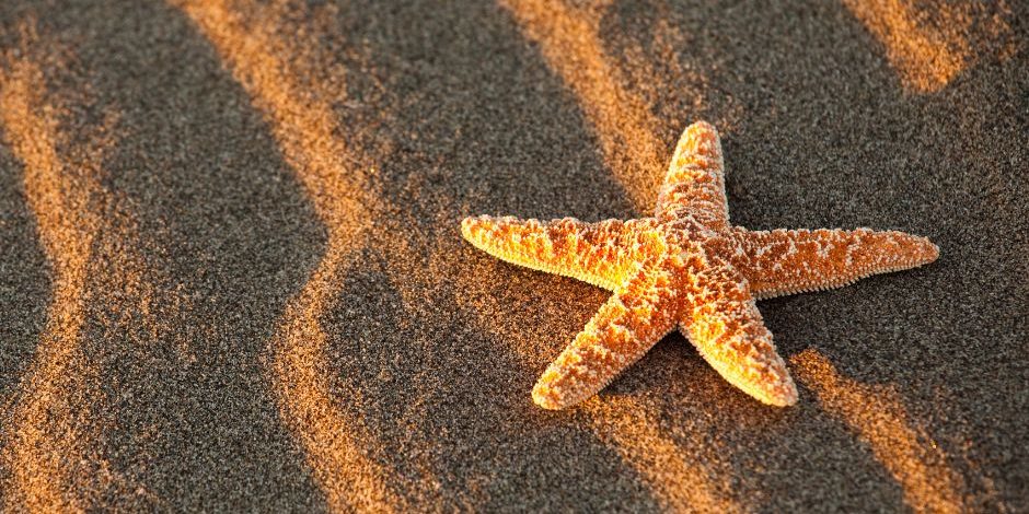 sea star on sand