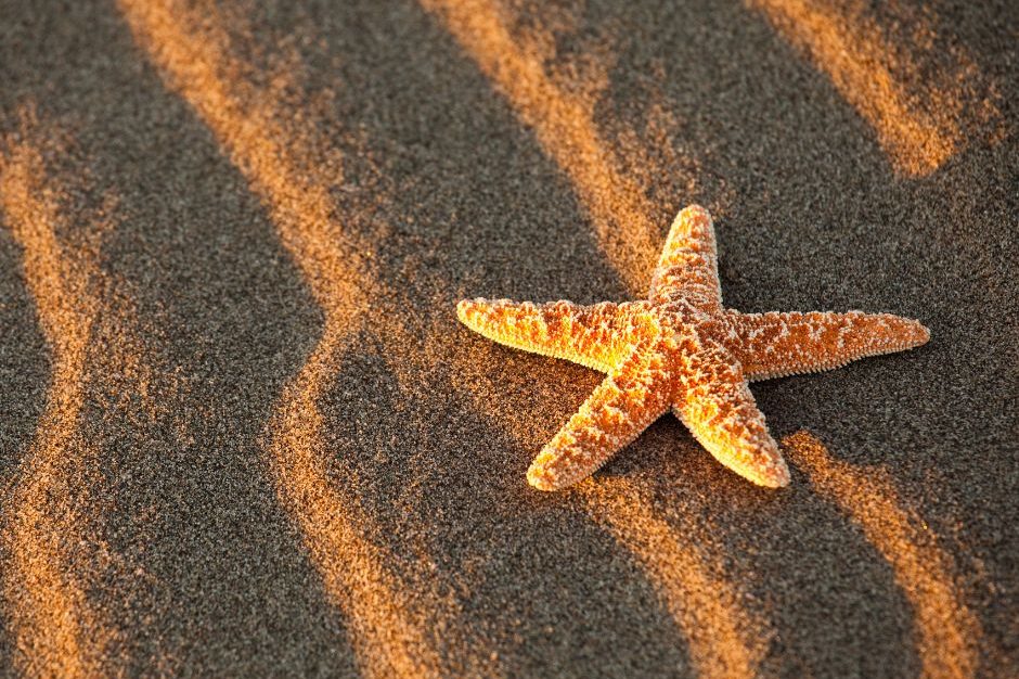 sea star on sand