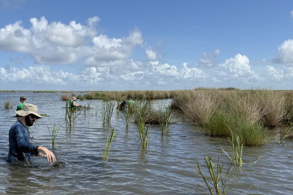 GOAA CRCL Marsh Plant June-110