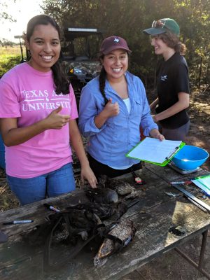 Microplastics and Exotoxins in Waterfowl Project