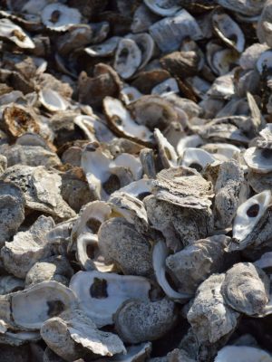 Oyster Shells2_May 2025 (resized)