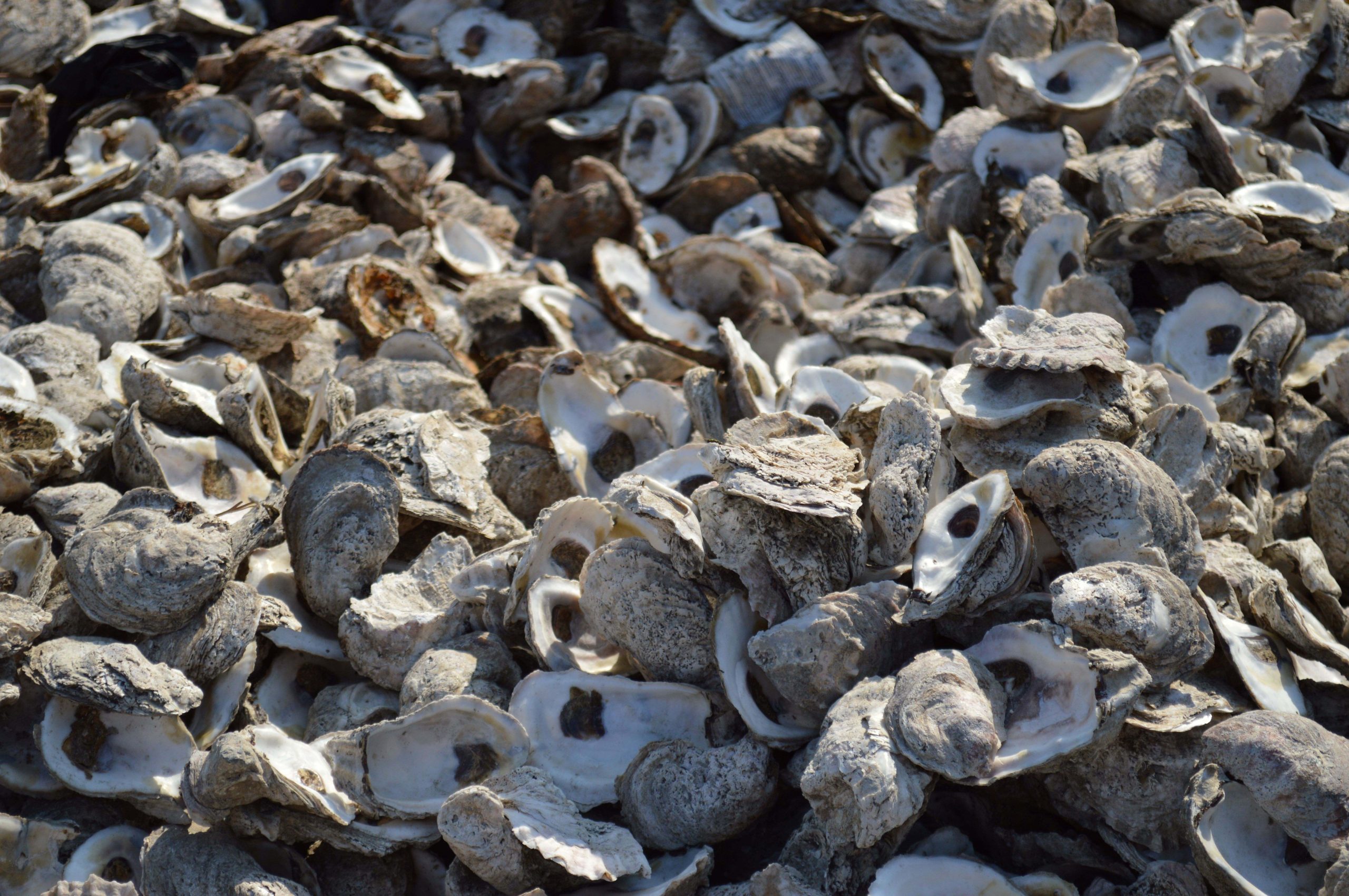 Oyster Shells2_May 2025 (resized)